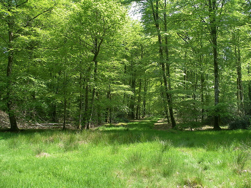 Forêt de chênes du Tarn