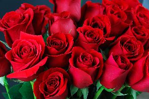 roses rouge